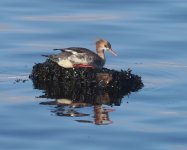 RB Merganser_Girdle Ness_160324b.jpg