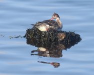 RB Merganser_Girdle Ness_160324c.jpg