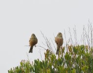 Ortolan Bunting_Paphos_090423b.jpg