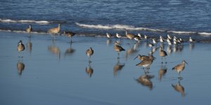 Shorebirds 2024-03-15 a.JPG