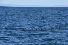 Black-footed Albatross 2024-03-15 h.JPG