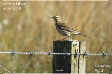 BF_Meadow_Pipit_2905181.jpg
