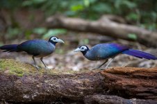 JAY_5119 BORNEAN GROUND CUCKOO.jpg