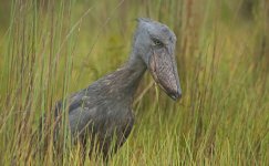 Z - Shoebill 001.jpg