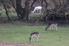 20240309 (12)_Fallow_Deer.JPG