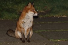 20240316 (1)_Red_Fox_Rusty.JPG