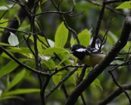 Yellow-bellied Tit_Longcanggou_040618a.jpg