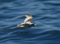 FT_Storm_Petrel_Westport_250611b.jpg