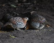 Mountain Bamboo Partridge_Baihualing_251218a.jpg