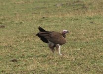 Lappet-faced Vulture Zoom.JPG