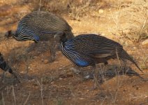 Vulturine Guineafowl Comp 2.JPG