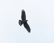 Oriental Honey Buzzard_Hotchi_200623a.jpg