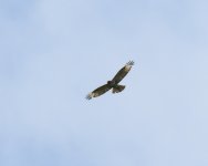 Eastern Buzzard_Hotchi_200623a.jpg