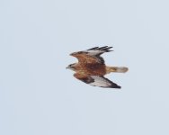 LL Buzzard_Aragats_110423a.jpg