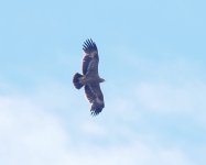 Steppe Eagle_Vedi_140423a.jpg