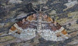 Red Twin-spot Carpet 002.jpg