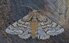 Pale Brindled Beauty 001.jpg