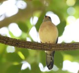 Spot_Tailed Sparrowhawk_Tangkoko_190617a.jpg