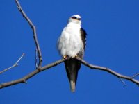 White-tailed Kite.jpg