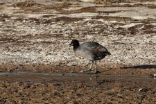 horned coot.jpg