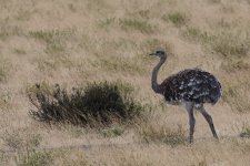 lesser rhea.JPG