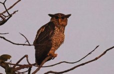 BA Spot-bellied Eagle Owl 001.jpg