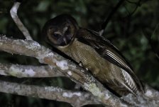 BB Brown Wood Owl 001.jpg