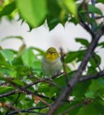 4Japanese White Eye.jpeg