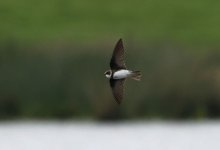 Sand Martin 004.jpg