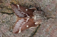 Small Eggar 001.jpg