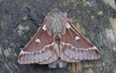 Small Eggar 002.jpg