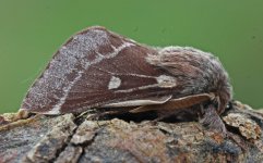 Small Eggar 005.jpg