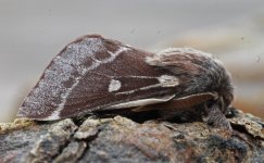 Small Eggar 006.jpg