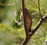 Female Blue-black Grassquit.JPG