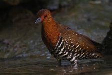 02 Red-legged Crake.jpg