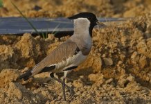 03 River Lapwing.jpg