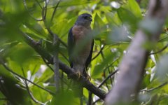 04 Japanese Sparrowhawk.jpg