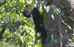 07 Brown Hornbill.jpg