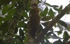 08 Bamboo Woodpecker.jpg