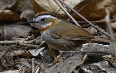 12 Rufous-throated Fulvetta.jpg