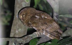 16 Mountain Scops Owl.jpg