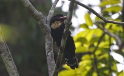 19 Dusky Broadbill.jpg