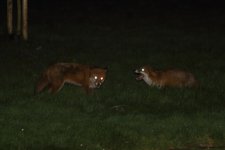 20240320 (66)_Red_Fox_Toff_and_Rusty.JPG