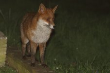 20240320 (68)_Red_Fox_Rusty.JPG