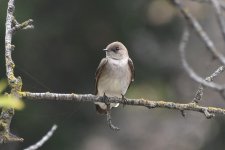 Northern Rough-winged Swallow 2024-03-22.JPG