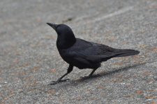 American Crow 2024-03-22.JPG