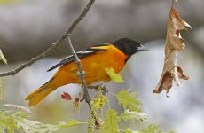 59 Baltimore Oriole 03.jpg