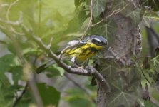 70 Magnolia Warbler 02.jpg