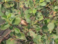 Clamorous reed Warbler 24-3-1-384pg.jpg