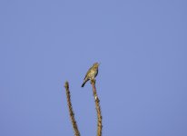 20240322 - Song Thrush at Backwater.jpg